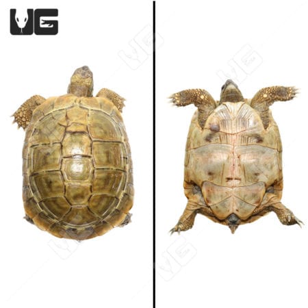 Hermann's Tortoises (Testudo hermanni) For Sale - Underground Reptiles