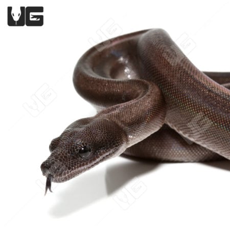 Super Motley Het Snow (Kahl/Anery Type 1) Boa (Boa imperator) For Sale - Underground Reptiles