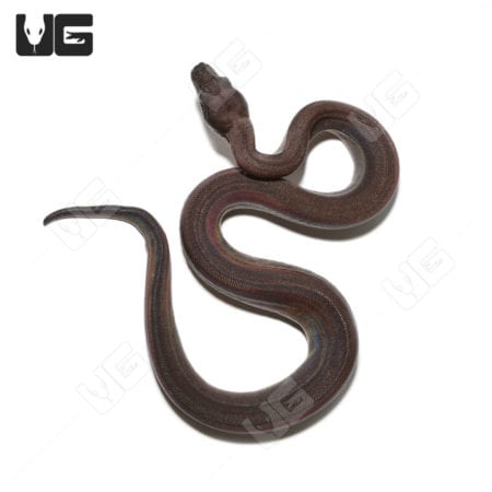 Super Motley Het Snow (Kahl/Anery Type 1) Boa (Boa imperator) For Sale - Underground Reptiles