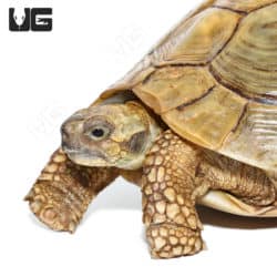Hermann's Tortoises (Testudo hermanni) For Sale - Underground Reptiles