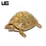 Hermann's Tortoises (Testudo hermanni) For Sale - Underground Reptiles