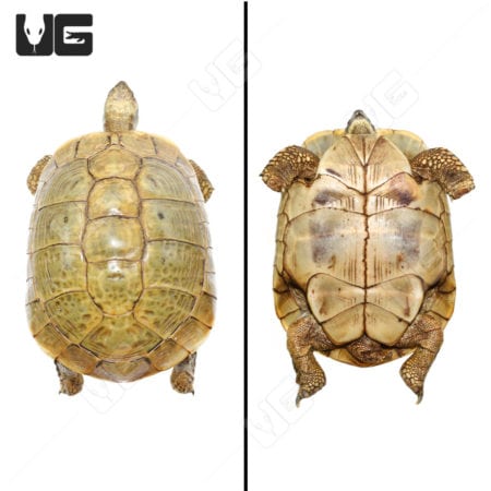 Hermann's Tortoises (Testudo hermanni) For Sale - Underground Reptiles