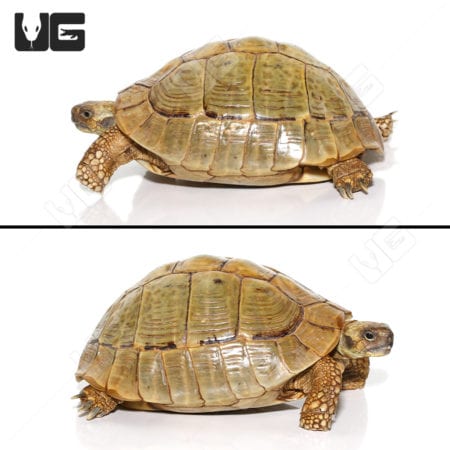 Hermann's Tortoises (Testudo hermanni) For Sale - Underground Reptiles