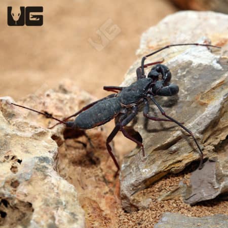 Giant Thai Vinegaroons (Mastigoproctus giganteus) For Sale - Underground Reptiles