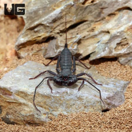 Giant Thai Vinegaroons (Mastigoproctus giganteus) For Sale - Underground Reptiles