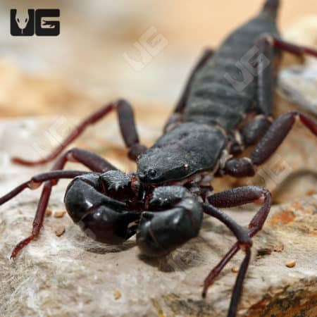 Giant Thai Vinegaroons (Mastigoproctus giganteus) For Sale - Underground Reptiles