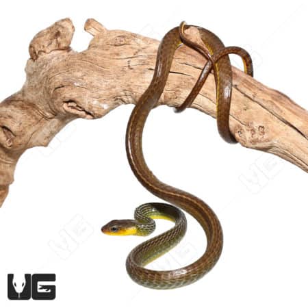 Green Whip Snakes (Chironius exoletus) For Sale - Underground Reptiles