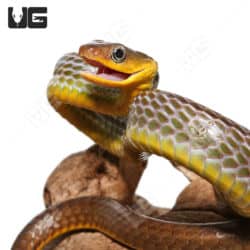 Green Whip Snakes (Chironius exoletus) For Sale - Underground Reptiles