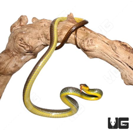 Green Whip Snakes (Chironius exoletus) For Sale - Underground Reptiles