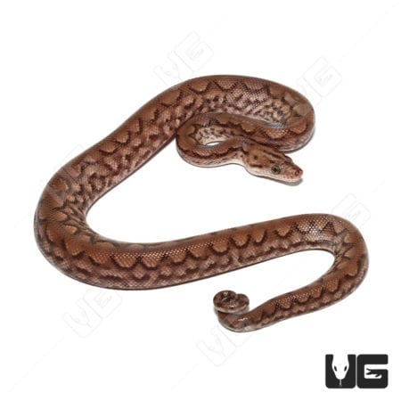 Het T+ Albino Colombian Rainbow Boa (Epicrates maurus) For Sale - Underground Reptiles