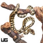 High Contrast Queensland Jaguar Carpet Pythons (Morelia spilota mcdowelli) For Sale - Underground Reptiles