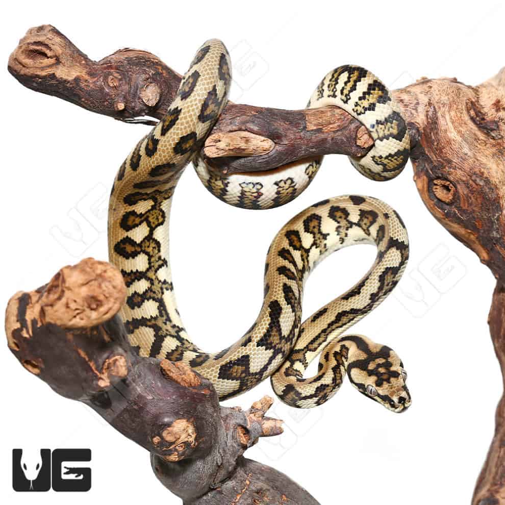 High Contrast Queensland Jaguar Carpet Pythons (Morelia spilota