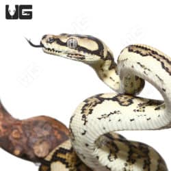 High Contrast Queensland Jaguar Carpet Pythons (Morelia spilota mcdowelli) For Sale - Underground Reptiles