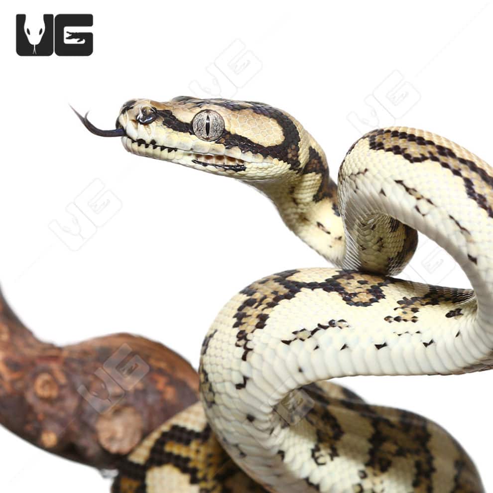 High Contrast Queensland Jaguar Carpet Pythons (Morelia spilota ...