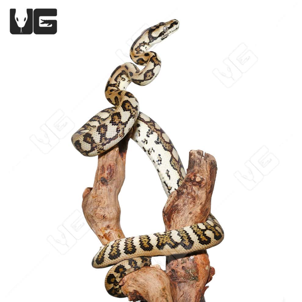 High Contrast Queensland Jaguar Carpet Pythons (Morelia spilota mcdowelli) For Sale