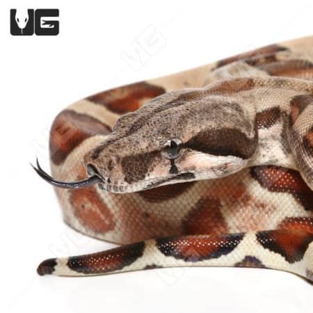 Hypo Het Snow (Kahl/Anery Type 1) (Boa imperator) Boa for sale