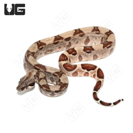 Hypo Het Snow (Kahl/Anery Type 1) (Boa imperator) Boa for sale