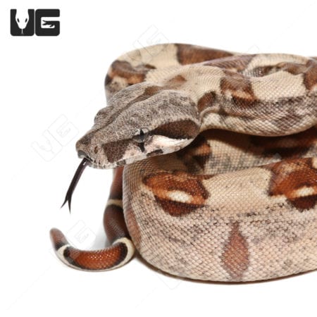 Hypo Het Snow (Kahl/Anery Type 1) (Boa imperator) Boa for sale