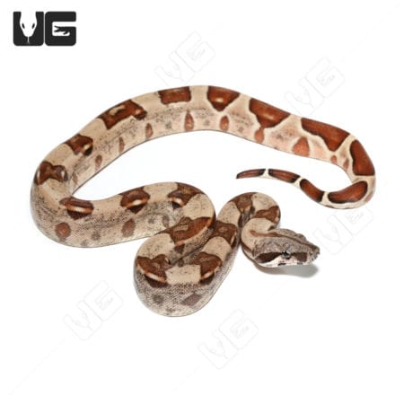 Hypo Het Snow (Kahl/Anery Type 1) (Boa imperator) Boa for sale