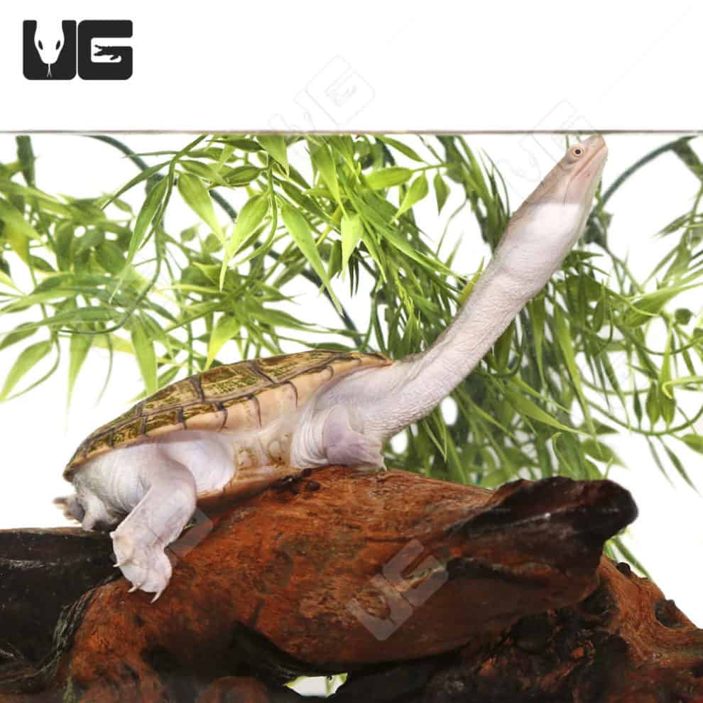 Indonesian Snake Neck Turtle (Chelodina siebenrocki) For Sale ...