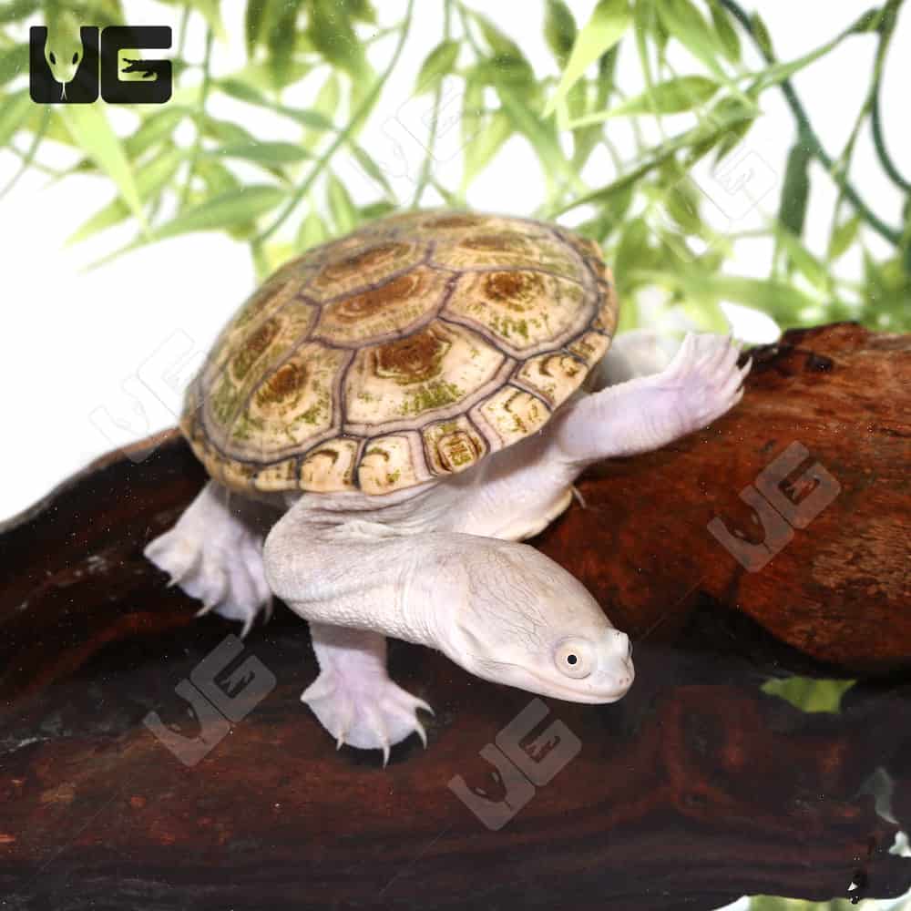 Indonesian Snake Neck Turtle (Chelodina siebenrocki) For Sale ...