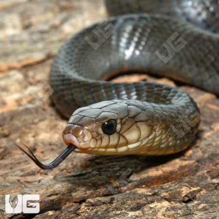 Juvenile Yellowtail Cribos (Drymarchon corais) For Sale - Underground Reptiles