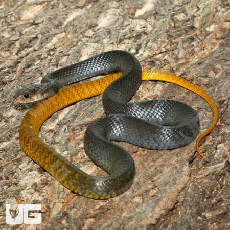 Captive adult female Yellowtail Cribo snake, showcasing vibrant coloration and pattern.