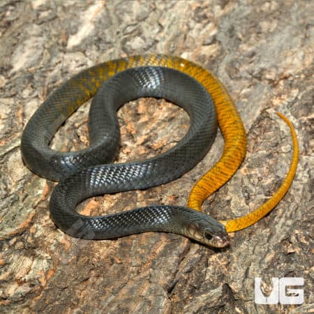 Juvenile Yellowtail Cribos (Drymarchon corais) For Sale - Underground Reptiles