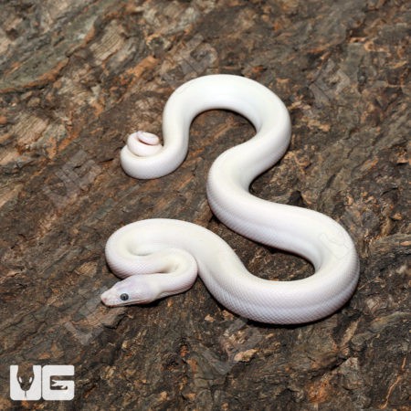 Leucistic Colombian Rainbow Boa (Epicrates maurus) for sale