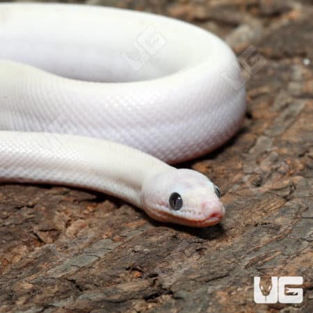 Leucistic Colombian Rainbow Boa (Epicrates maurus) for sale