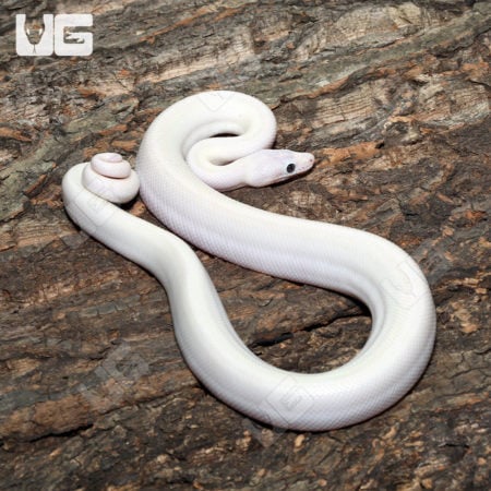 Leucistic Colombian Rainbow Boa (Epicrates maurus) for sale