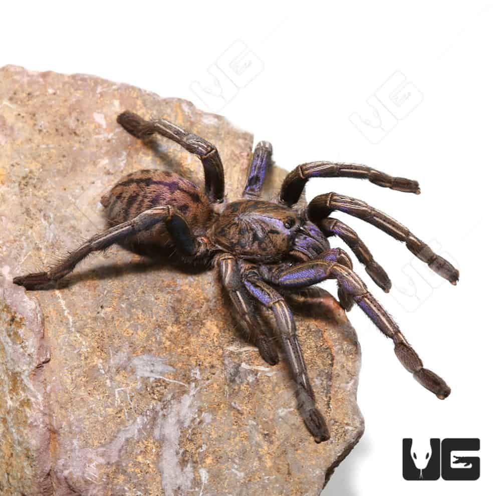 Colombian Blue Bloom Bird Eater Tarantula for sale Underground Reptiles