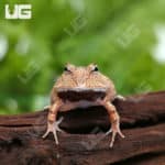 Red Suriname Horned Frog (Ceratophrys cornuta) For Sale - Underground Reptiles