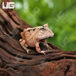 Red Suriname Horned Frog (Ceratophrys cornuta) For Sale - Underground Reptiles