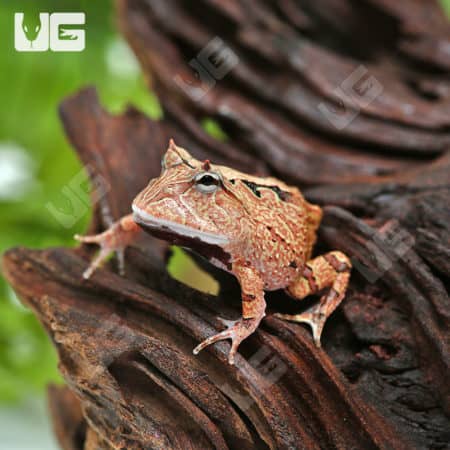 Red Suriname Horned Frog (Ceratophrys cornuta) For Sale - Underground Reptiles