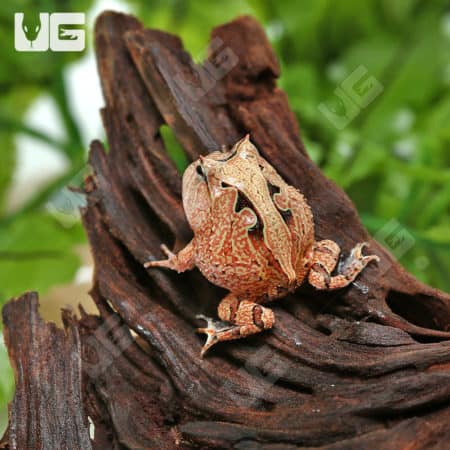 Red Suriname Horned Frog (Ceratophrys cornuta) For Sale - Underground Reptiles