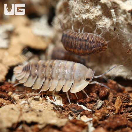 Red Tiger Isopods (Cubaris Sp. Red Tiger) For Sale - Underground Reptiles