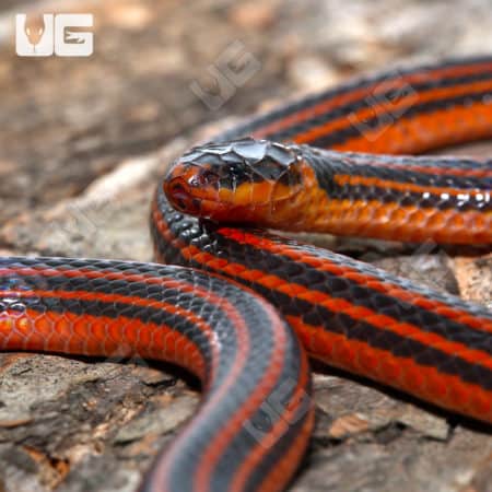 Reinhardt's Snake-Eater (Polemon acanthias) For Sale - Underground Reptiles