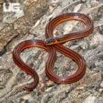 Reinhardt's Snake-Eater (Polemon acanthias) For Sale - Underground Reptiles