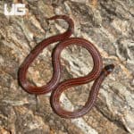 Reinhardt's Snake-Eater (Polemon acanthias) For Sale - Underground Reptiles