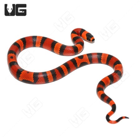 Baby Tangerine Honduran Milksnakes (Lampropeltis triangulum hondurensis) For Sale - Underground Reptiles
