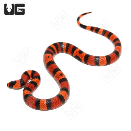 Baby Tangerine Honduran Milksnakes (Lampropeltis triangulum hondurensis) For Sale - Underground Reptiles