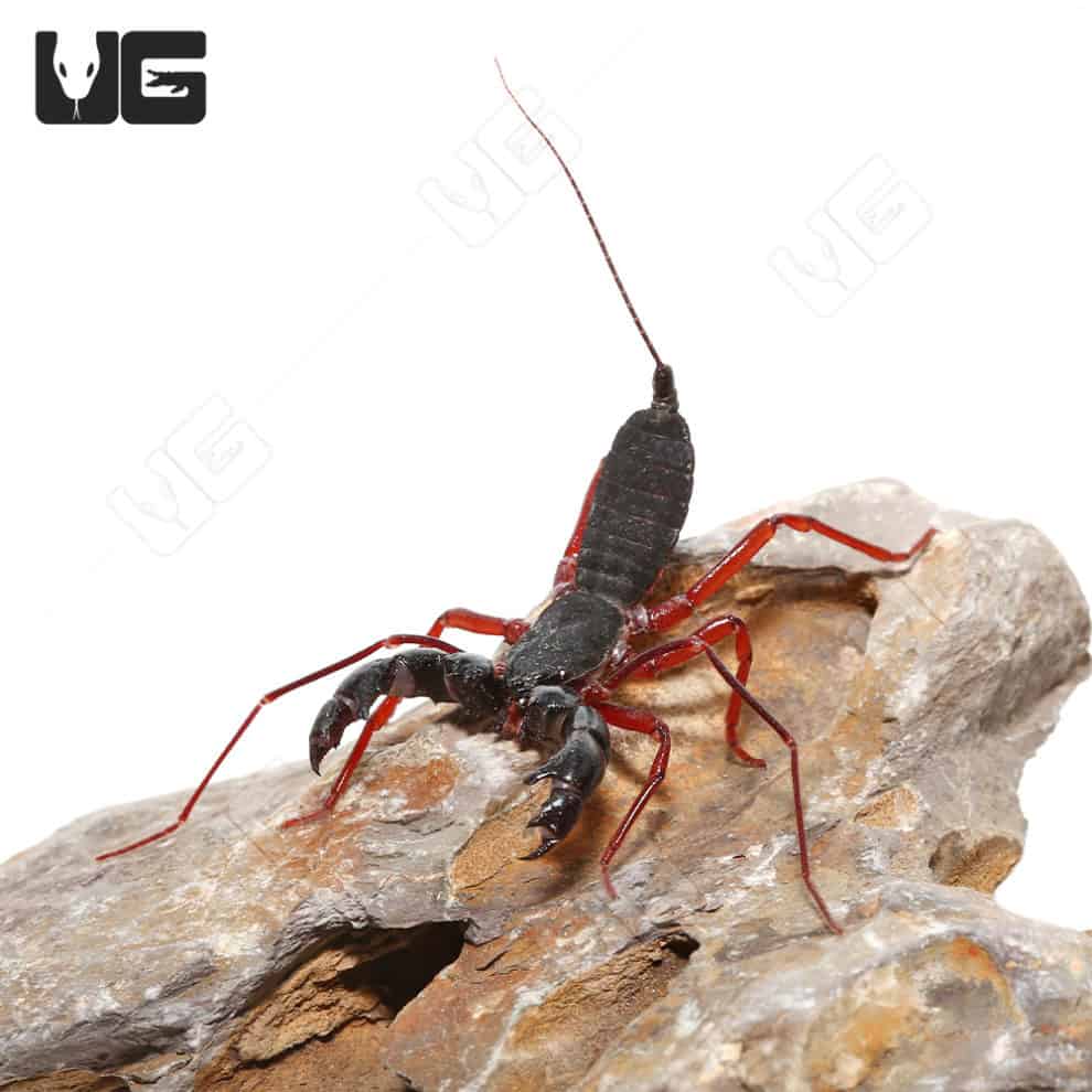 Malaysian Vinegaroons For Sale Underground Reptiles