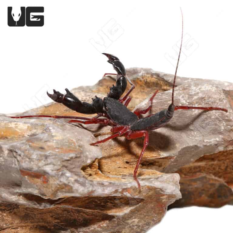 Malaysian Vinegaroons For Sale Underground Reptiles