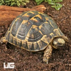 Tunisian Greek Tortoise