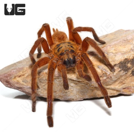 Uthai Thani Orange Tarantula (Chilobrachys sp)
