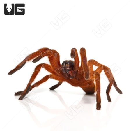 Uthai Thani Orange Tarantula (Chilobrachys sp)