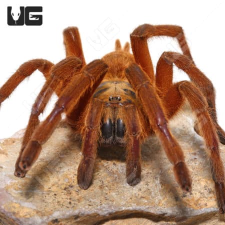 Uthai Thani Orange Tarantula (Chilobrachys sp)