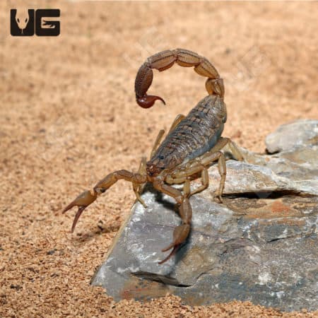 African Bark Scorpion (Hottentotta hottentotta) For Sale - Underground Reptiles