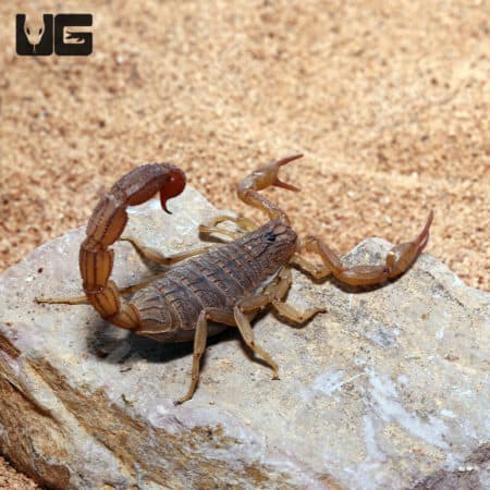 African Bark Scorpion (Hottentotta hottentotta) For Sale - Underground Reptiles